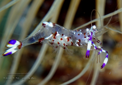 Philippines 2023 - Anilao - DSC06908 Holthuis anemone shrimp crevette nettoyeuse de Holthuis Ancylomenes holthuisi 